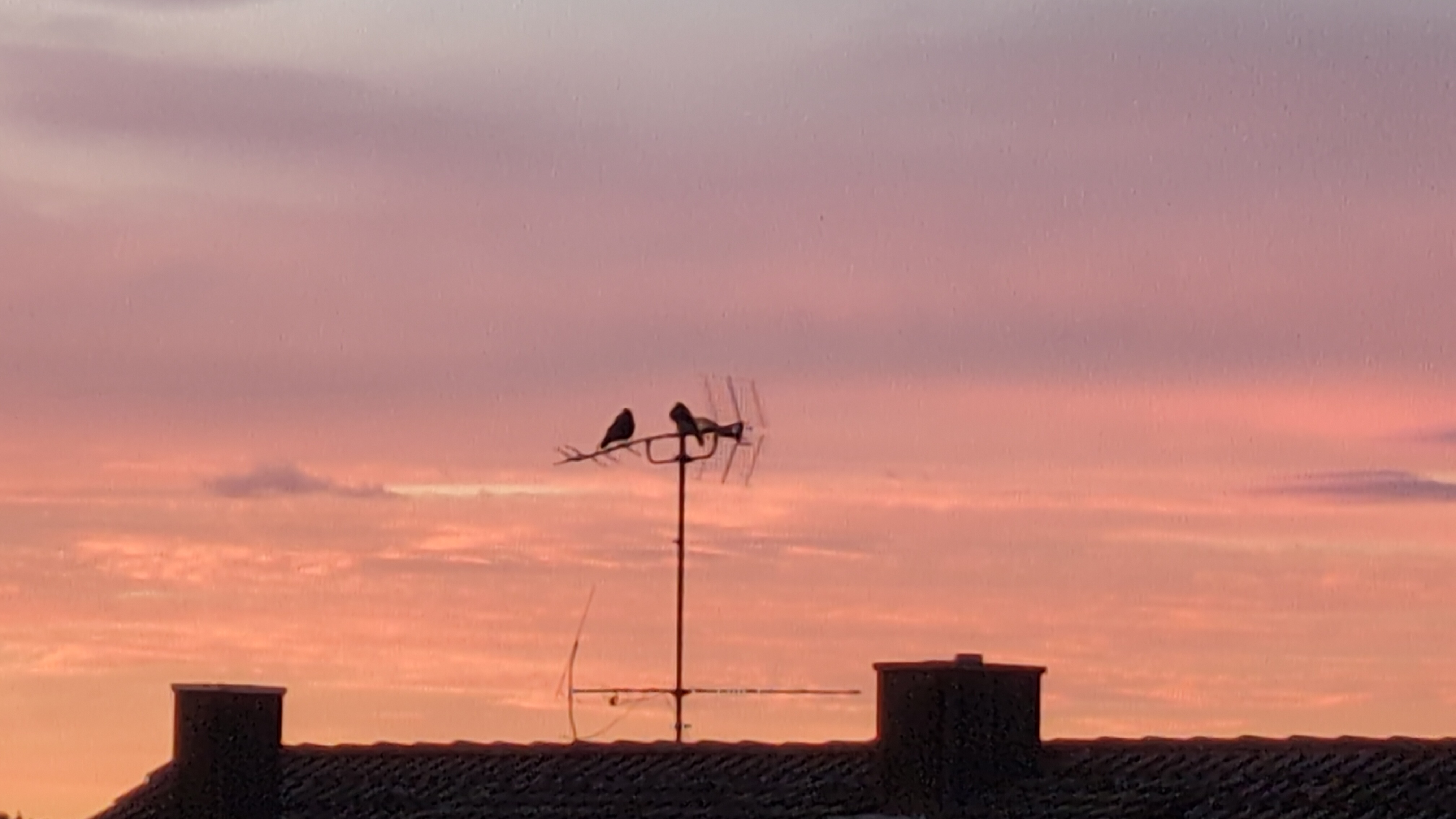 Morgenstimmung am Bodensee, Raben sitzen auf Antenne
